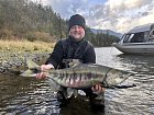 losos keta - chum salmon uloveny na privlac v listopadu