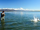 Aljaska - pobrezi Pacifiku v DryBay, lov lososu kisuc-coho