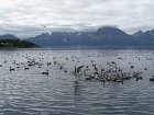 ptaci indikuji hejna ryb v Dyroysundu