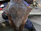Elgsnes - halibut délky 135 cm