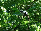 opice tamarin pinci (Saguinus oedipus)