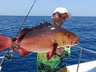 chnapal bohar - red snapper 65 cm