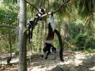 lemur vari