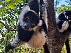 lemur vari zebrajici o banan