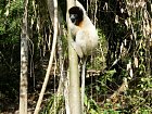 lemur sifaka cernohlavy