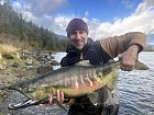 losos keta - chum salmon uloveny na privlac v listopadu