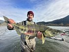 losos keta - chum salmon uloveny na privlac v listopadu