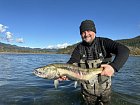 losos keta - chum salmon uloveny na privlac v listopadu