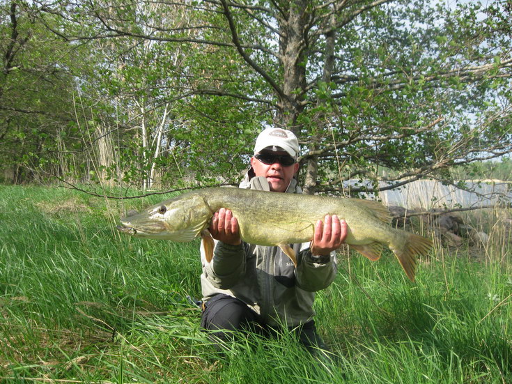 stika 105 cm ulovena 20. kvetna na streamer