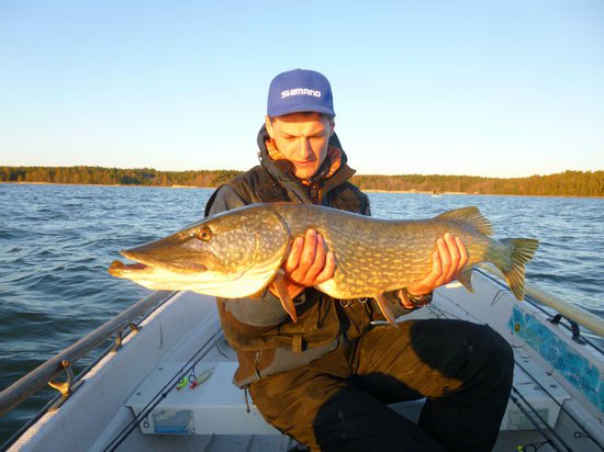 stika 106 cm, kveten v Nordqvist