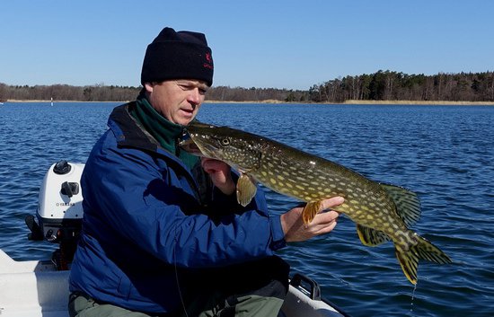 stika 68 cm ulovena na modrobilou gumu