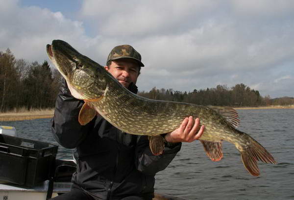 stika 108 cm, ulovena 5. kvetna