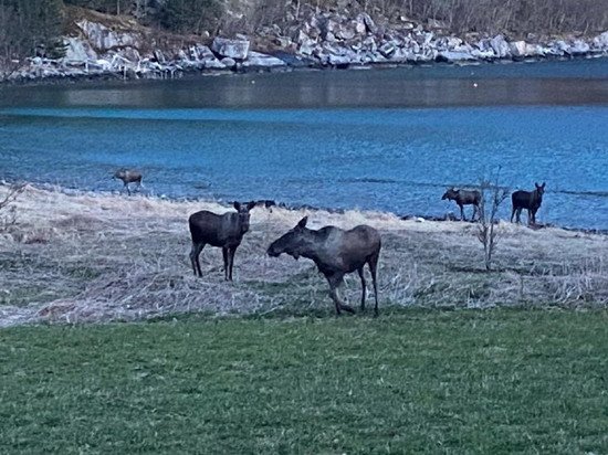 losi na brehu fjordu, kveten