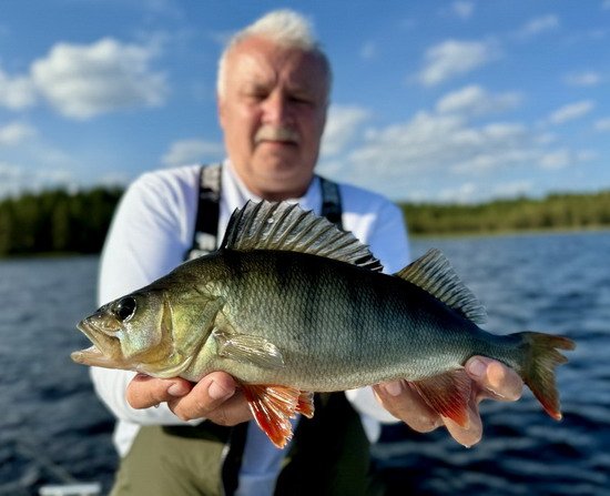 Aspviken, srpnovy okoun z jezera Backesjon