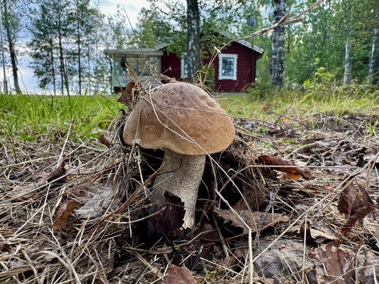 chata Aspviken a letni kozak na zaprazi