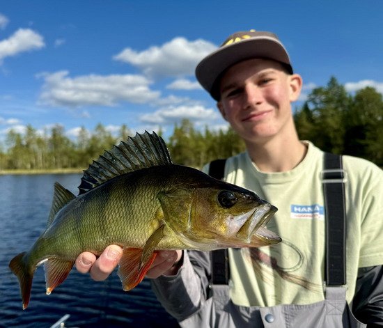 srpnovy okoun 40 cm, leto v Aspviken