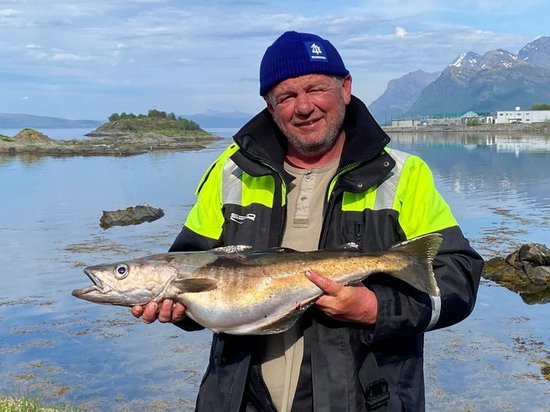 polak ze Steigen-Dyping, kveten