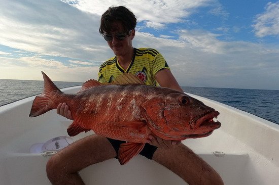 chnapal - cubera snapper uloveny na popp, Kostarika, prosinec