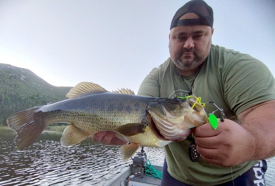 Okounek pstruhový (black bass) ulovený na spinnerbait