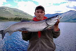 Whitefish Inconnu - shefish, cervenec