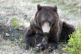 jarni potravou medvedu grizzly jsou hlavne korinky