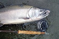 losos kisuc - coho salmon, silver salmon