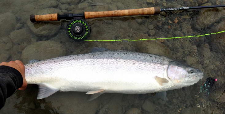 unorovy steelhead - tahnouci forma duhaka