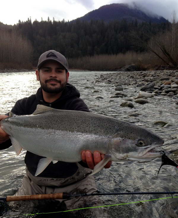 unorovy steelhead - tahnouci forma duhaka