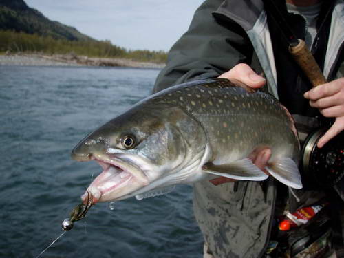 siven - bull trout