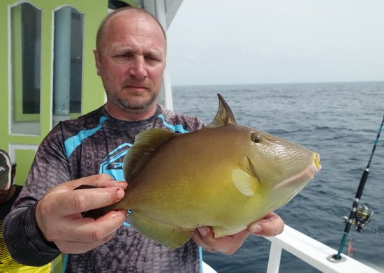 ostenec - triggerfish uloveny na jig