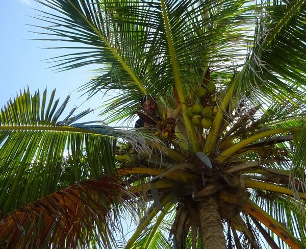 sklizen kokosu na vrcholku palmy
