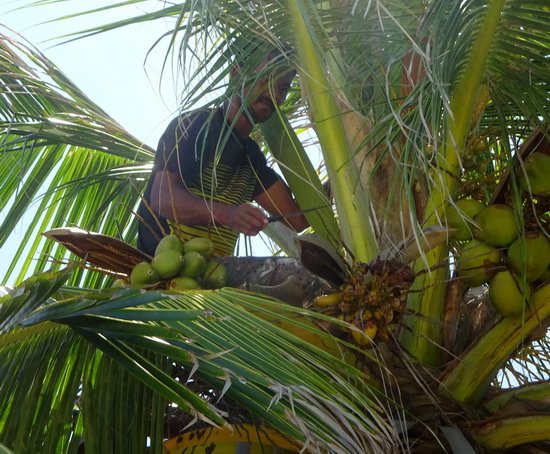 lodnik sklizi kokosy v korune palmy