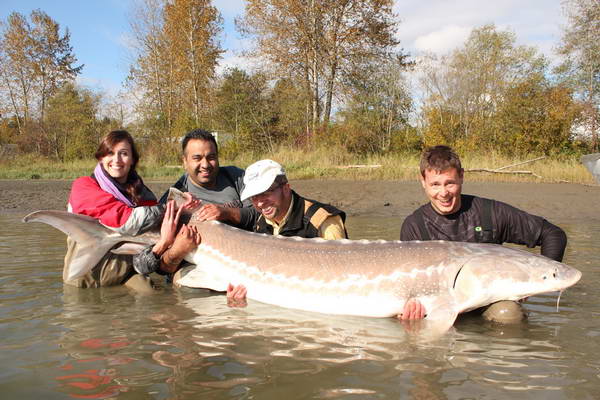 rijnovy jeseter 220 cm