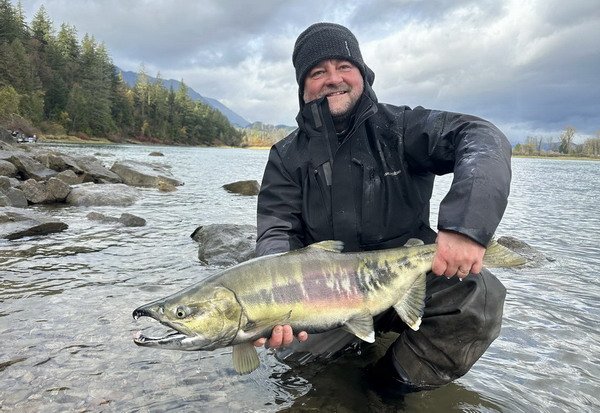 losos keta - chum salmon, listopad