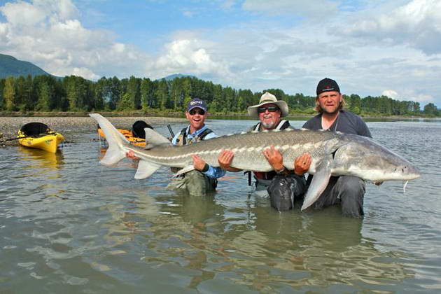 kajakfishing - trimetrovy jeseter uloveny z kajaku