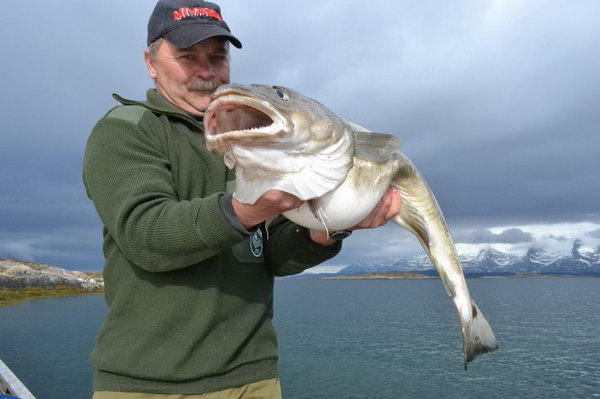 treska obecna, kveten v kraji Nordland