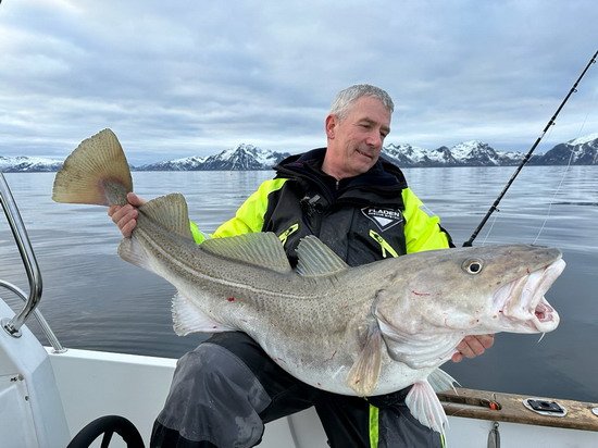 skrei - treska obecna ulovena v breznu