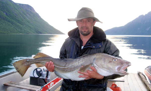 treska obecna, kraj Nordland