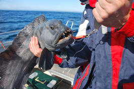 vlkous 84 cm, Finnmark, cerven