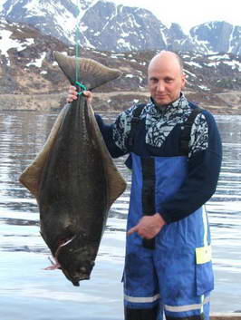 halibut 15 kg, Seiland, cerven