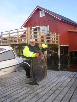 Hestoysund - halibut 1,4 m, 32 kg