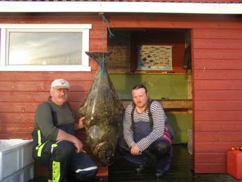 Hestoysund - halibut