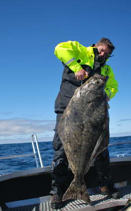 halibut 125 cm, 22,4 kg, Loppa, 29.6., jighead+ripper