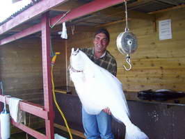 cervencovy halibut z Hestoysund