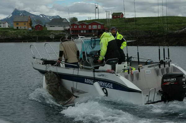 halibut 179 kg, 245 cm - Arnoy 28.5.