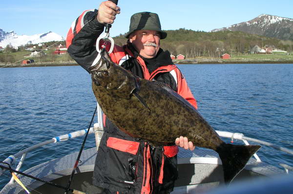 Halibut z kraje Nordland, kveten