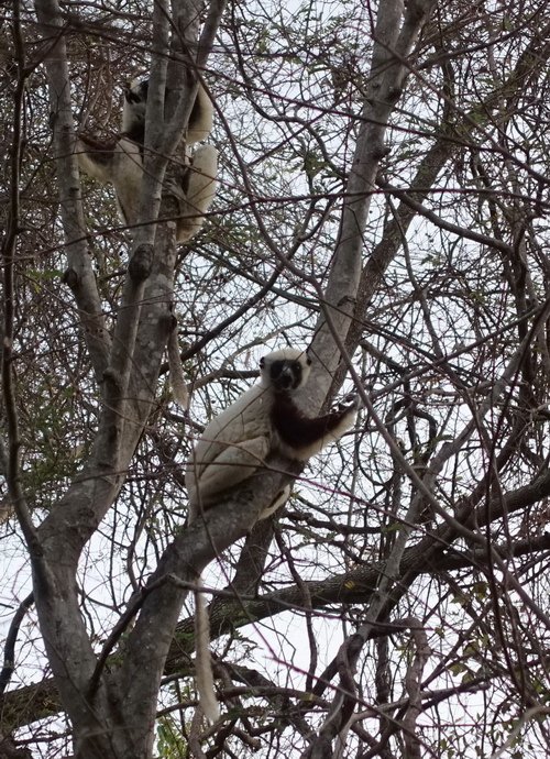 lemur sifaka za vesnici v zatoce Baobabu