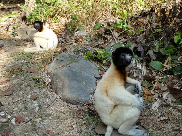 lemur sifaka cernohlavy