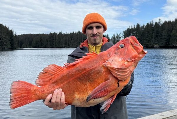 okounik - yelloweye redfish