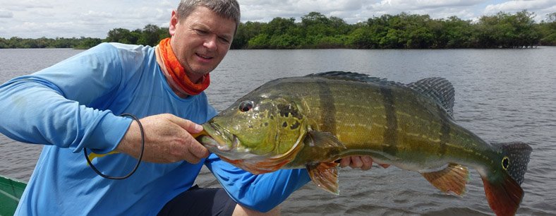 CICHLIDA OCASOOKÁ